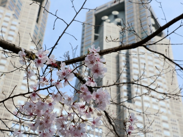 TOKYOoutsideFestival_新宿中央公園_桜_開花_都庁