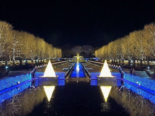 国営昭和記念公園 シャンパンツリー イチョウ並木 イルミネーション