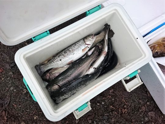 東山湖　トラウト釣り　虹鱒