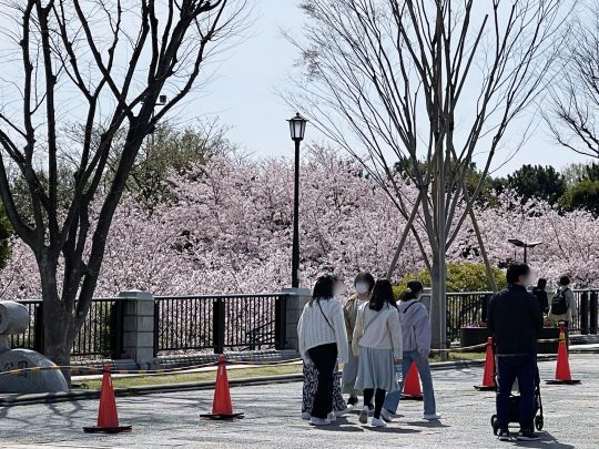 葛西臨海公園_桜が見ごろ